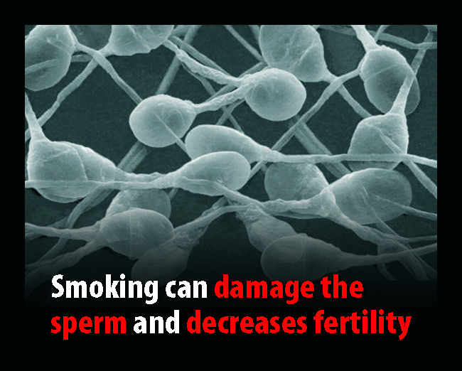 UK 2008 Health Effects, sex -bio image, damage sperm and decrease fertility